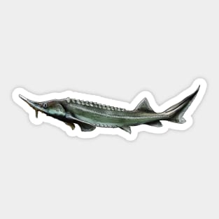 Sturgeon Sticker